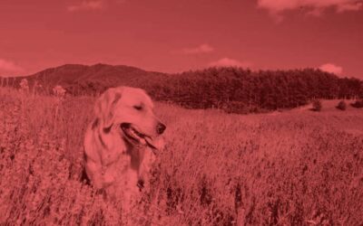 ¿Qué es un perro? Para la Vida Perra
