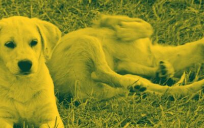 Tipos de aprendizaje canino para la Vida Perra