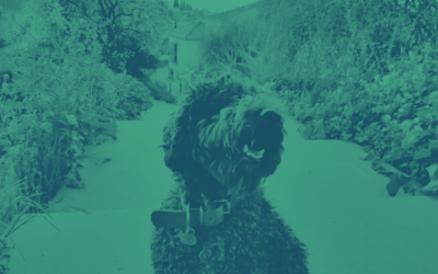 Líneas educativas y profesionales caninos según Vida Perra