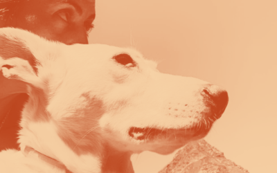  Así son las guarderías y residencias caninas para la Vida Perra