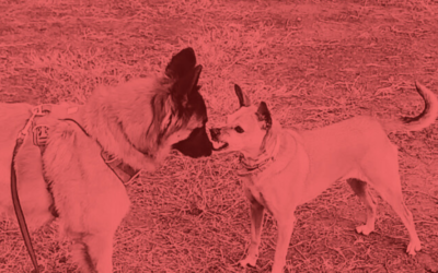 COMUNICACIÓN CANINA para la Vida Perra