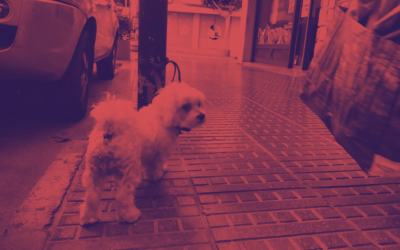 LEY DE BIENESTAR ANIMAL para la Vida Perra