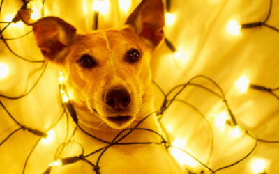 ESTRÉS NAVIDEÑO para la Vida Perra