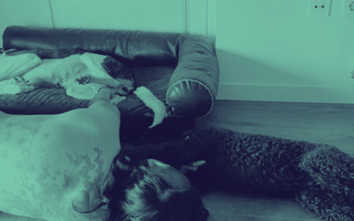 ¿Por qué tocamos a los perros?
