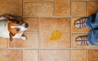 CONDUCTAS HIGIÉNICAS ¿Tu perro hace pipi/caca en casa?